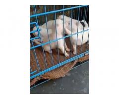 Pom Puppy Available in Ludhiana For sale