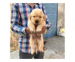 Golden Retriever available in punjab patiala