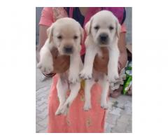 Labrador Price in Ambala, For Sale, Buy Online Lab Puppies