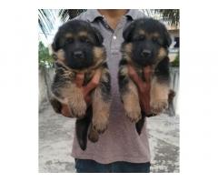 German Shepherd puppies available in sangli