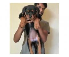 Rottweiler Puppy available for sale Gwalior