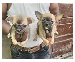Chihuahua puppies for Sale in Bangalore, Buy Online, Price
