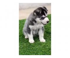 Husky Blue Eyes Puppy available in Bhatinda