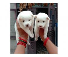 Pomeranian White Puppy