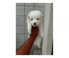 Pomeranian White Puppy
