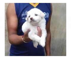 Pomeranian Puppy available for sale in raikot