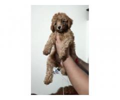 Poodle Puppy available