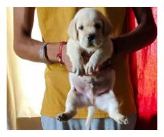 Labrador Male and Female available in Haryana kaithal
