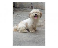Lhasa Apso Puppy