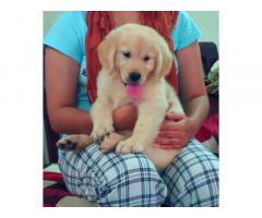 Golden retriever male puppies available Chennai