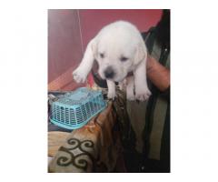 Labrador Male and Female Puppy for Sale