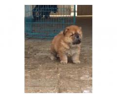 Top Quality Chow Chow Female Puppy