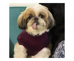 Heads Up For Tails Cable Knit Dog Sweater - Mauve - 2XL - 1