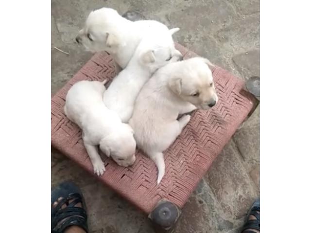 Labrador Puppies Available Hisar - 1/1