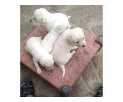 Labrador Puppies Available Hisar - 1