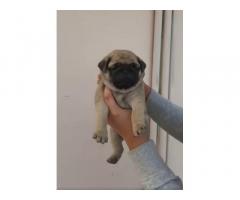 Top Quality Pug Puppy Available