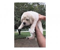 Lab heavy size puppy avilable without kci