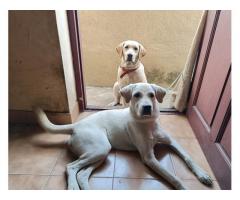 Good quality Labrador male and female available