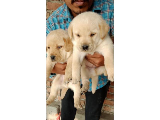 Labrador Puppy for sale Haryana - 1/1