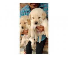 Labrador Puppy for sale Haryana - 1