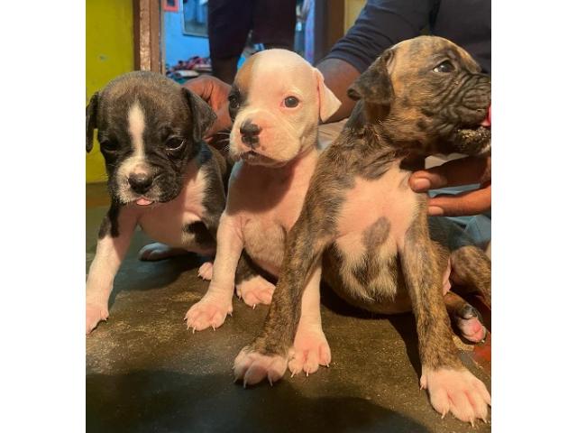 Excellent quality Boxer female puppy available - 1/1
