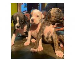 Excellent quality Boxer female puppy available