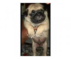 Pug Heavy Size Show Quality puppy's Available