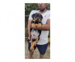 Rottweiler show Quality  heavy size single male puppy