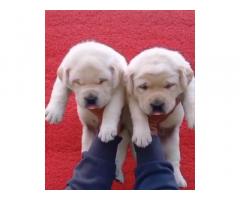 Labrador Puppies Available