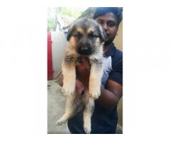 Top Quality GSD Bushcoat puppies available