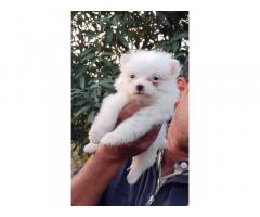 Culture Pom Puppies Available