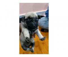Pug puppies available in lucknow