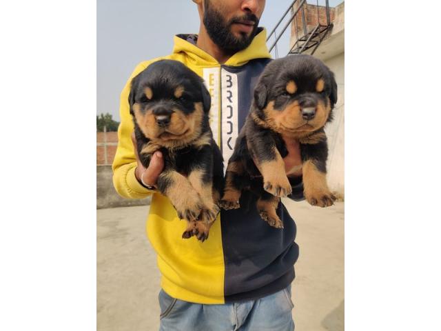 Rottweiler male available for sale - 1/1