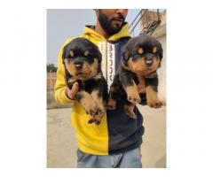 Rottweiler male available for sale