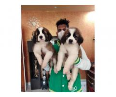 Saint Bernard Male female puppies available