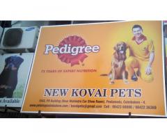 New Covai Pets , Pet store in Coimbatore, Tamil Nadu