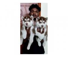 Siberian Husky Puppies Available for Sale