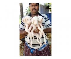 Rajapalayam Male And Female Puppies for Sale