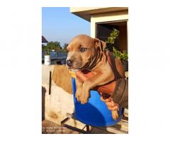 American bully female for Sale