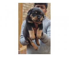 Top Quality Rottweiler Male puppy for sale