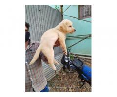 Lab male puppy available Location Salem