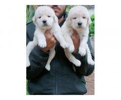 Golden retriever pair available Ujjain Pets