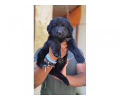 Black German Shepherd Puppy in Chennai