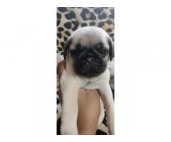 Top Quality Pug Puppies Available in Trichy