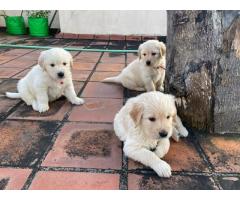 Golden Retriever puppies for sale in Chennai