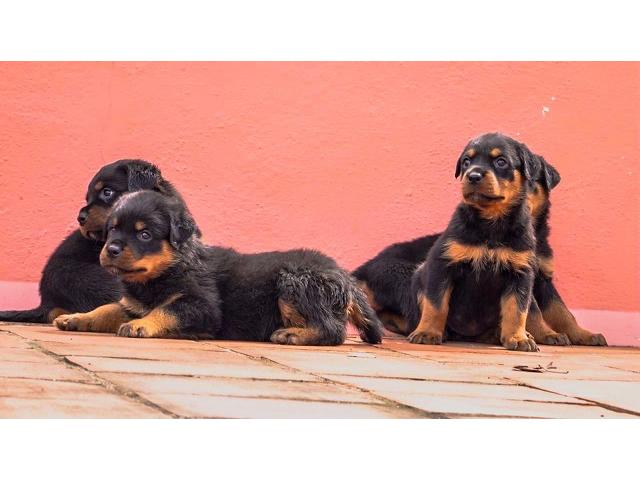 Heavy size Rottweiler Male pup available for sale - 1/2