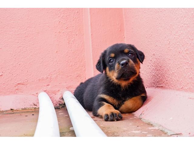 Heavy size Rottweiler Male pup available for sale - 2/2