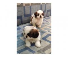 Shihtzu male pups available Ghaziabad
