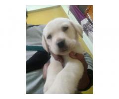 Labrador female puppy for sale Alambagh Lucknow