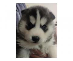 top quality wooly cot blue eyes husky puppy